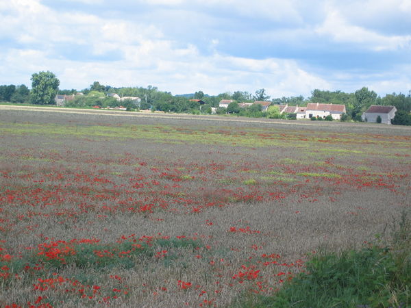 Red poppies everywhere
