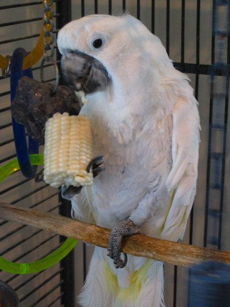 This corn is good!