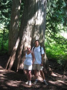 900 Year Old Cedar
