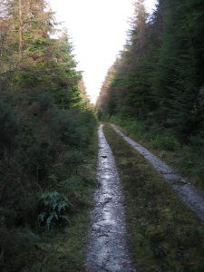 Loch Goil forestry trail