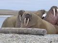 Walruses in Sight