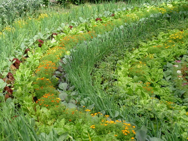 All the vegetable grown at Eden for their restaurants