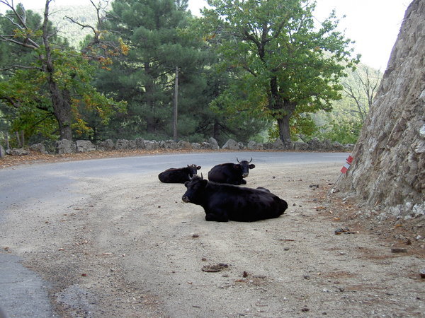 The cattle rule the roads in Corsica