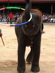 Hula-hooping... What Can't These Elephants Do?