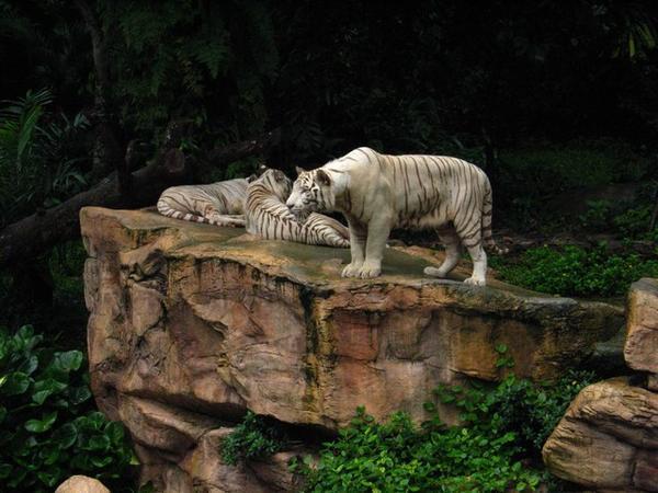 White Tiger On The Prowl