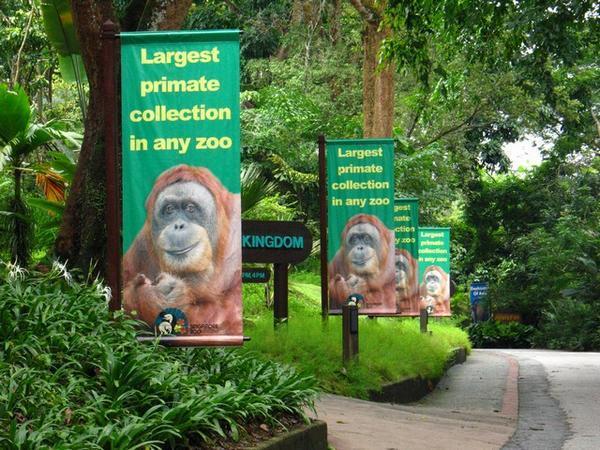Primate Posters