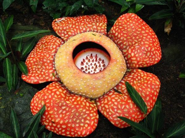 Largest Flower In The World, The Rafflesia Flower | Photo