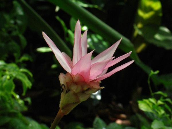 Pink Hundred-Pointed Flower
