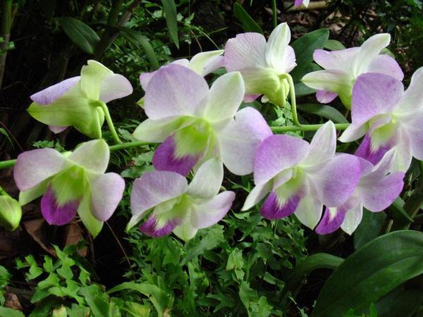 White Purplish Orchids