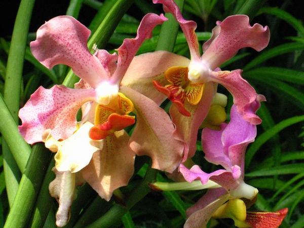 Pink-Orange Orchids