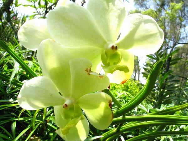 Light Yellow Orchids