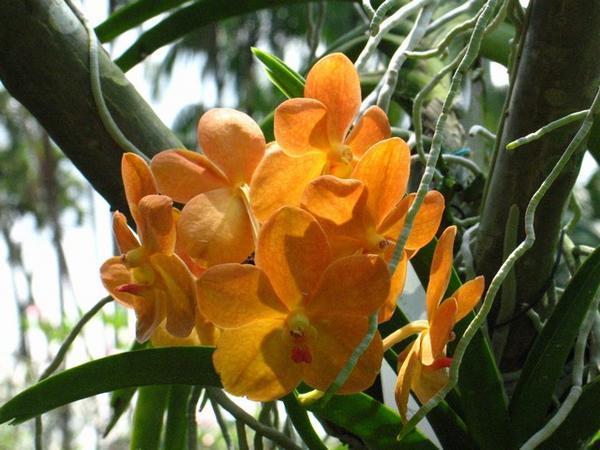 Orangish Orchids