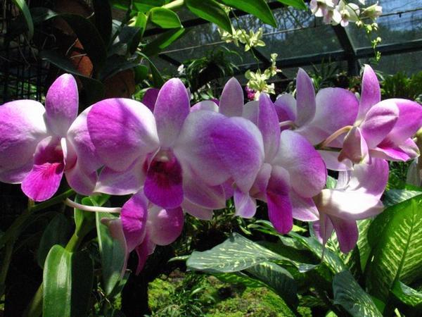 Purple-White Orchids