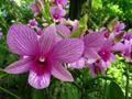 Light Purple Orchids
