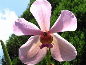 Light Pink Orchid