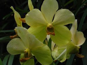 More Yellow Orchids