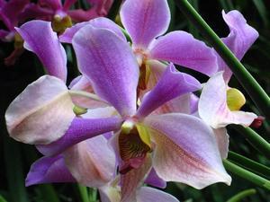 Light Purple Orchids