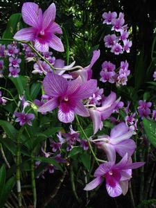 Purple Stripe Orchids