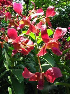 Red-Spread Orchids