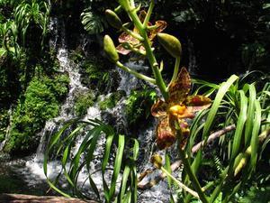 Brown-Spotted Yellow Orchids, With Waterfall Background