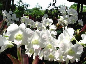 Sea Of White Orchids