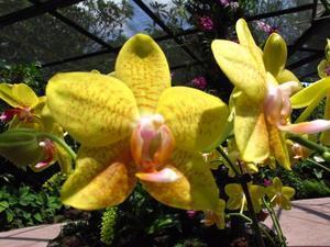Five-Ringed Yellow Orchids