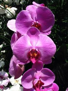 Normal Violet Orchids