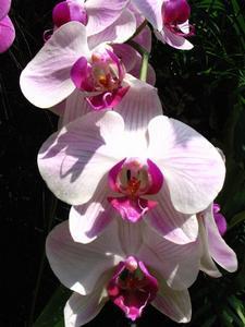 Normal Purplish-White Orchids