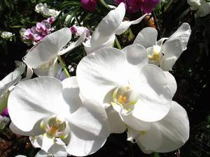 More White Orchids