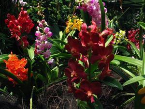 Rainbow Orchids