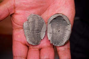 Peddling trilobite fossils