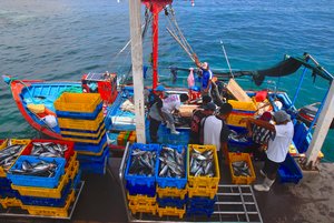Happy fishermen, 3 boats, 15 tons of mackerel