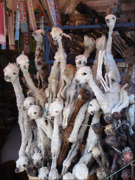 Llama fetus at Witches Market