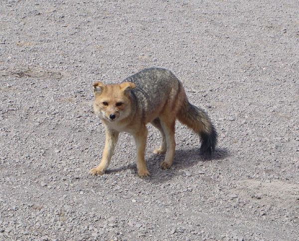 Wild Fox Pup