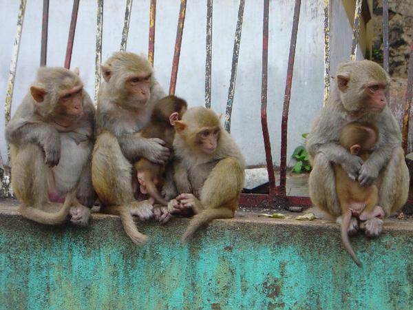 Monkeys at Mt. Popa