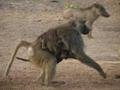 mama baboon and her baby