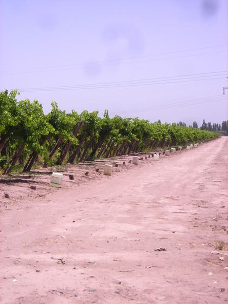 Vines... lots of vines...
