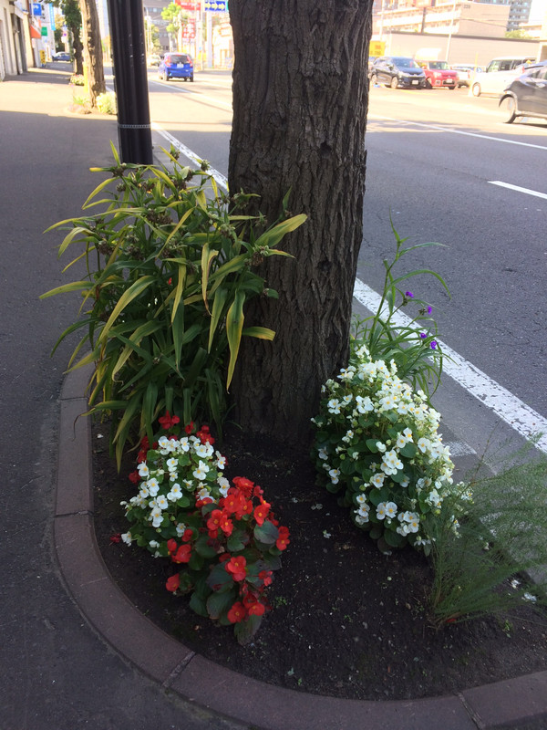 Sapporo street flowers ? 
