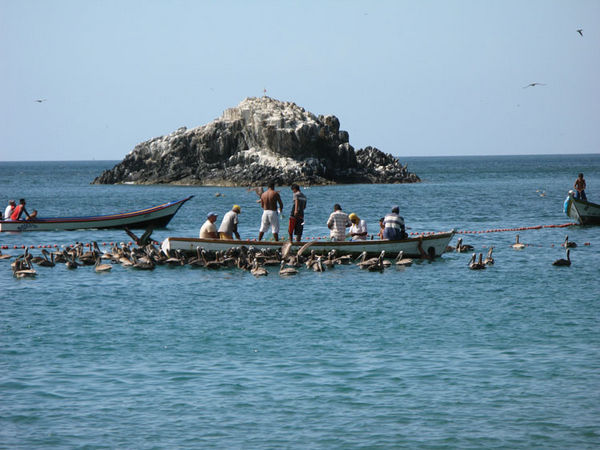 fishermen and pelicanos