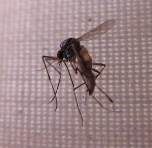 Malaria or Dengue?