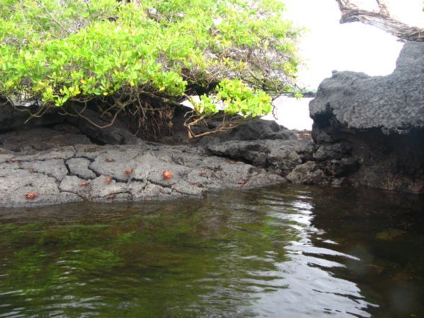 crabs, lava, mangrove