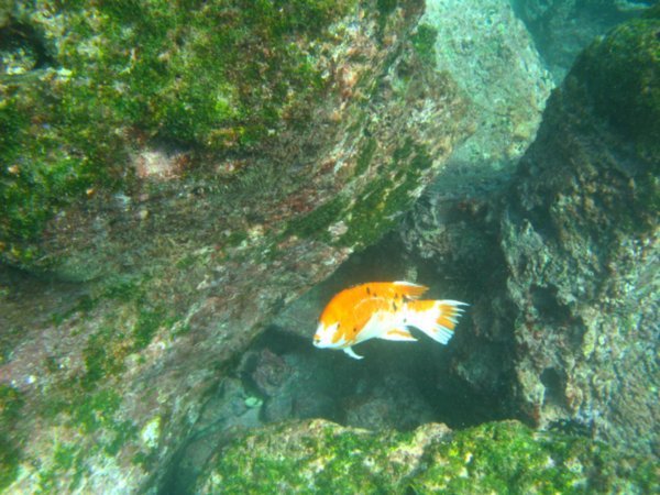 yellow reef fish