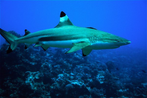 Bora Bora Sharka sharka
