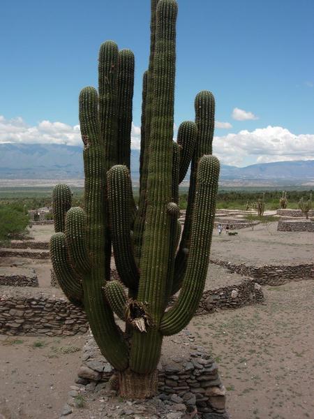 Quilmes Ruinas Cactus