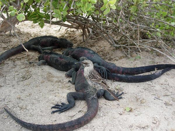 bird and iguana