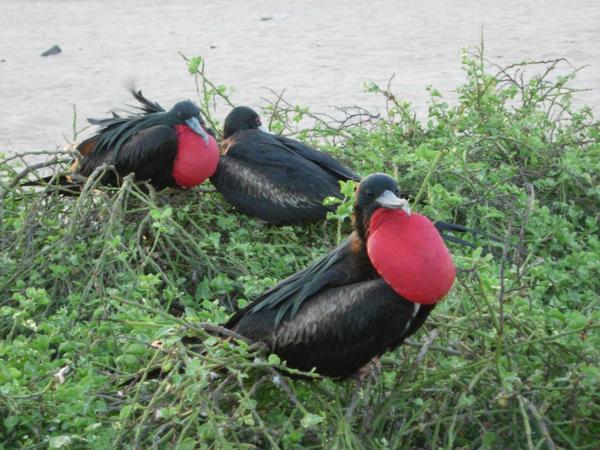 Nesting Frigate Birds