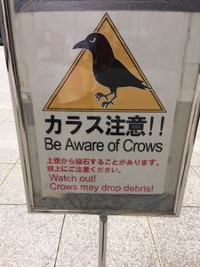 Stoned by crows