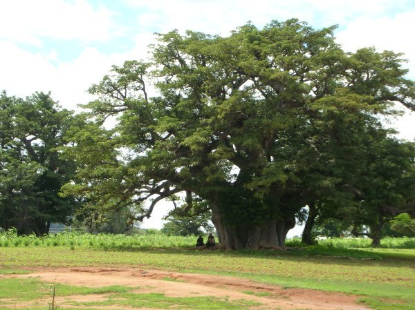 Oh Wow Baobab! 