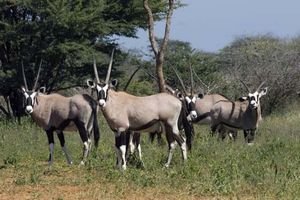 Roadside Oryx