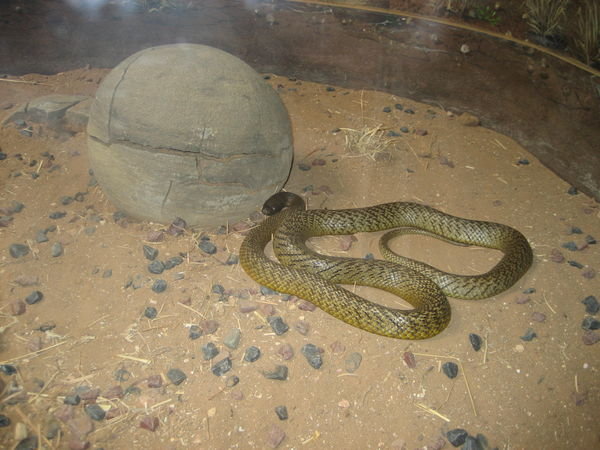 Steve Irwin Zoo